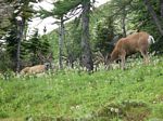 Cdn Rockies Adventure (Aug 2010) - Talus - 057
